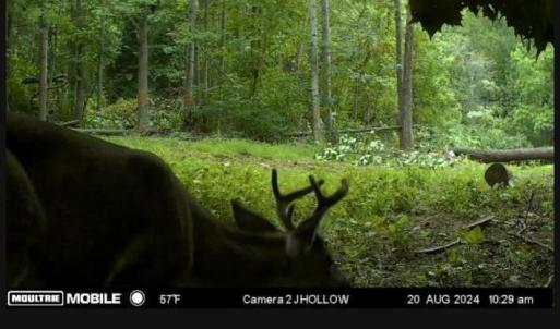 Photo #24 of JORDAN HOLLOW RD, STANLEY, VA 56.6 acres