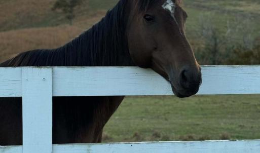 horse