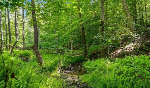 Photo #9 of CASTLE ROCK LN, CASTLETON, VA 25.1 acres
