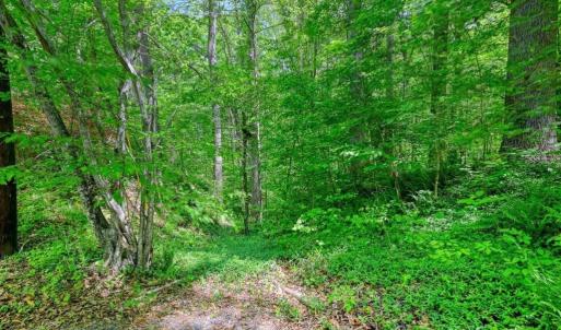Photo #16 of 14584 CROSS COUNTY RD, MINERAL, VA 78.8 acres