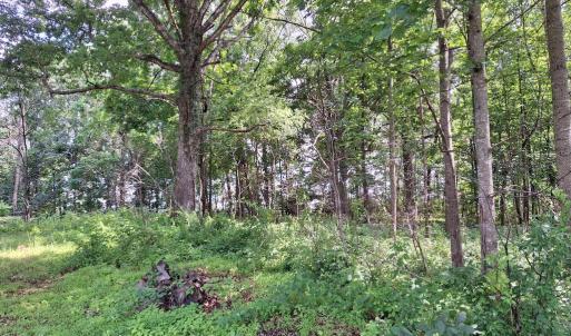 Photo #10 of 9499 OLD WATERLOO RD, WARRENTON, VA 5.5 acres