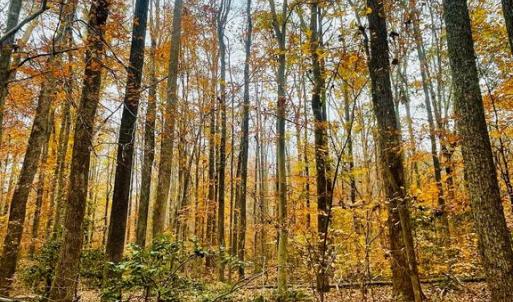 Photo #8 of 8704 MILLWOOD DR, SPOTSYLVANIA, VA 4.9 acres