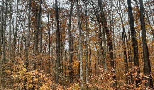 Photo #10 of 8704 MILLWOOD DR, SPOTSYLVANIA, VA 4.9 acres