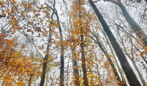 Photo #9 of 8704 MILLWOOD DR, SPOTSYLVANIA, VA 4.9 acres