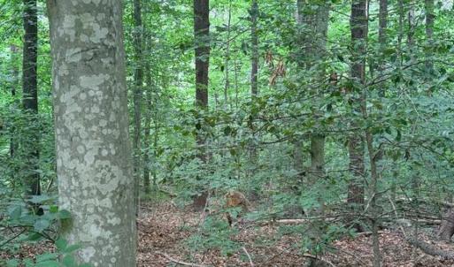 Photo #4 of 8704 MILLWOOD DR, SPOTSYLVANIA, VA 4.9 acres
