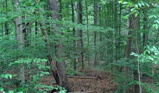 Photo #5 of 8704 MILLWOOD DR, SPOTSYLVANIA, VA 4.9 acres