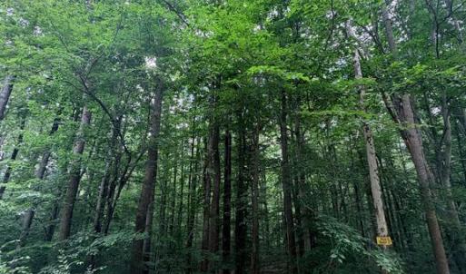 Photo #2 of 8704 MILLWOOD DR, SPOTSYLVANIA, VA 4.9 acres