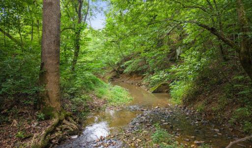 Rocky creek bed under a canopy