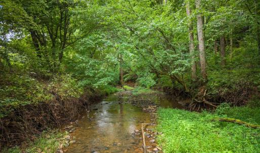 Shallow creek winds through greenery