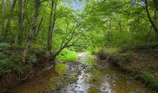 Sunlit creek bed flows to river