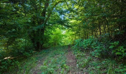 Grassy Trail through the forest