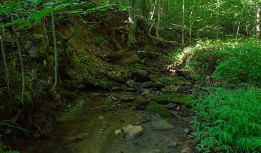 Rocky streambed in dense woods