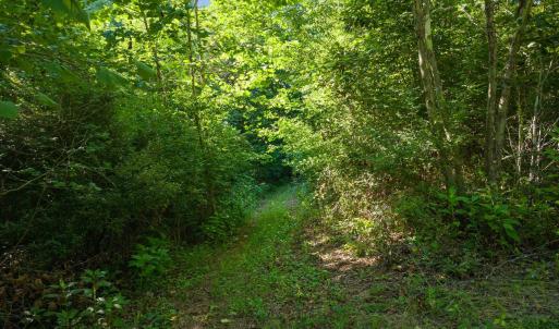 Another Trail Through Woods