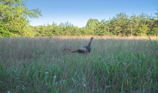 Wild turkey roaming the open field