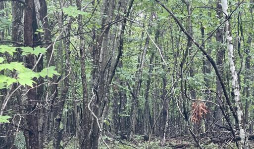 Heavily wooded