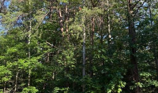 Photo #2 of KIRTLEY TRL, CULPEPER, VA 31.1 acres