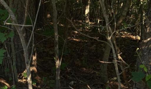 Photo #5 of KIRTLEY TRL, CULPEPER, VA 31.1 acres