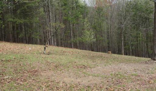 Cleared area