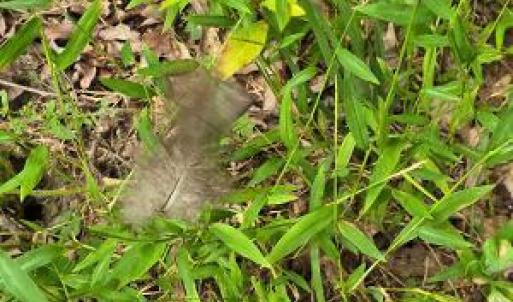Turkey feather