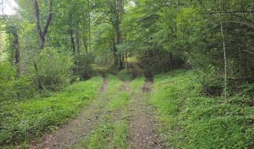 roads to cabin & clearing