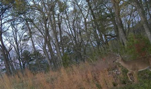 Bedford Co. VA - 0 Timberland Trail- Wil