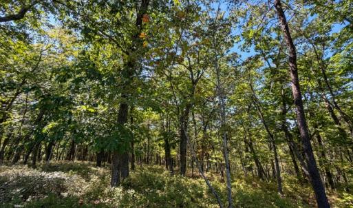 Bedford Co. VA - 0 Timberland Trail- Gro