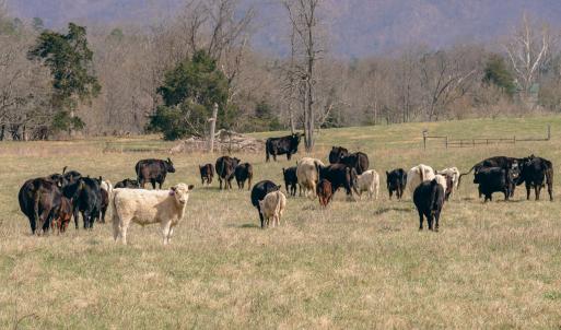 Rice cattle