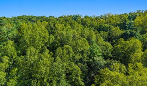 Aerial Tree Line 1