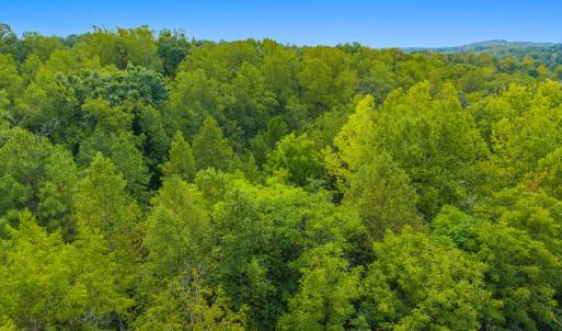 Aerial Tree Line 1