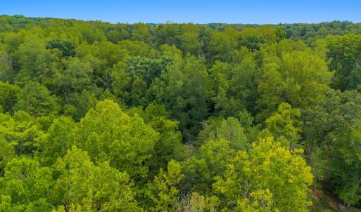 Aerial Tree Line 2