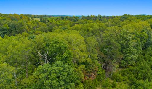Aerial Tree Line 3
