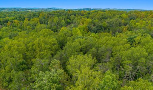 Aerial Tree Line 4