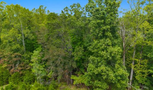 Aerial Tree Line 5