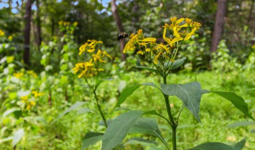 Ground Wildflowers