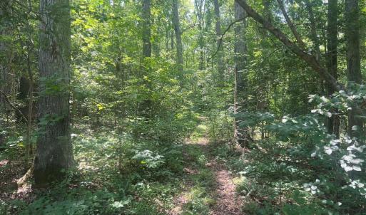 Photo #4 of 5517 FOREST VIEW DR, PARTLOW, VA 5.0 acres