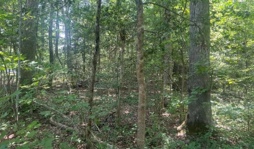 Photo #5 of 5517 FOREST VIEW DR, PARTLOW, VA 5.0 acres