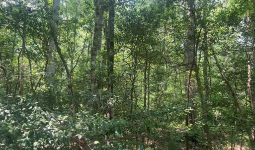 Photo #6 of 5517 FOREST VIEW DR, PARTLOW, VA 5.0 acres