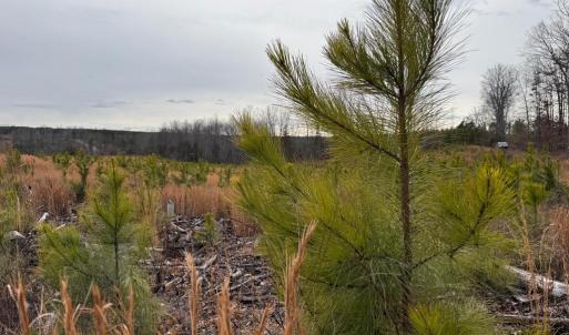 Photo #10 of  35.0 acres