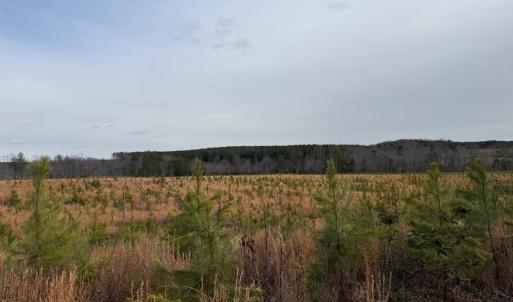 Photo #3 of  35.0 acres