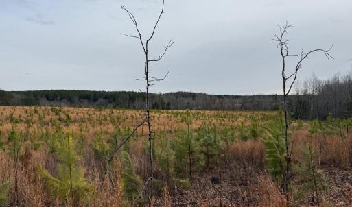 Photo #17 of  35.0 acres