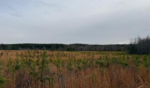 Photo #20 of  35.0 acres