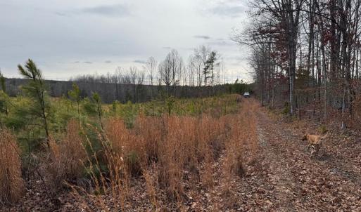 Photo #23 of  35.0 acres