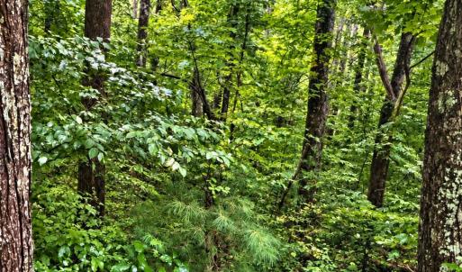 Turners Creek b