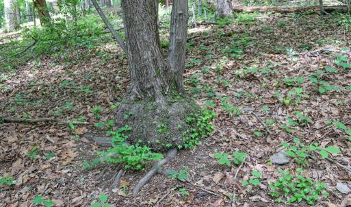 Photo #21 of COMPTONS RD, CASTLETON, VA 5.4 acres