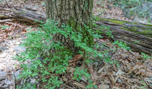 Photo #28 of COMPTONS RD, CASTLETON, VA 5.4 acres
