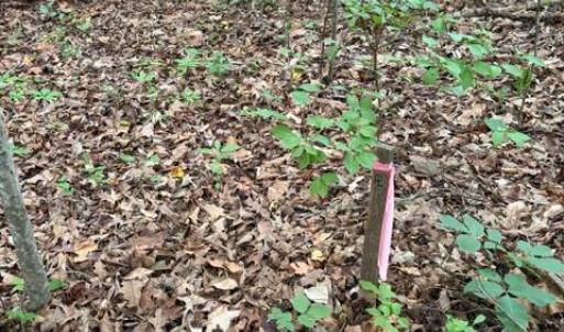 Photo #8 of 15413 DRUMMERS LN, ORANGE, VA 2.5 acres
