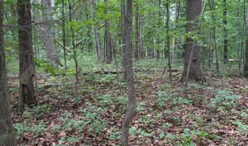 Photo #11 of 15413 DRUMMERS LN, ORANGE, VA 2.5 acres