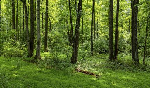 Photo #15 of COUNTRY CREEK LN, AMISSVILLE, VA 14.0 acres