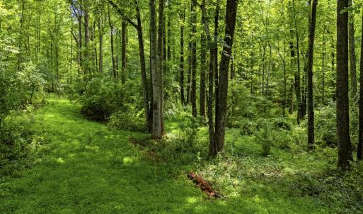 Photo #16 of COUNTRY CREEK LN, AMISSVILLE, VA 14.0 acres