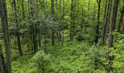 Photo #18 of COUNTRY CREEK LN, AMISSVILLE, VA 14.0 acres